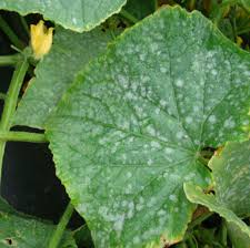 Pest & Diseases Optic Foliar Atak - Powdery Mildew Treatment